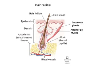 Arrector pili
Muscle
Sebaceous
glands
 