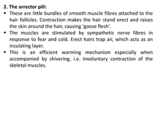 2. The arrector pili:
 These are little bundles of smooth muscle fibres attached to the
hair follicles. Contraction makes the hair stand erect and raises
the skin around the hair, causing 'goose flesh'.
 The muscles are stimulated by sympathetic nerve fibres in
response to fear and cold. Erect hairs trap air, which acts as an
insulating layer.
 This is an efficient warming mechanism especially when
accompanied by shivering, i.e. involuntary contraction of the
skeletal muscles.
 