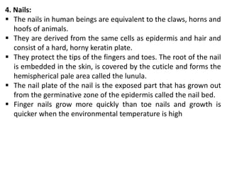 4. Nails:
 The nails in human beings are equivalent to the claws, horns and
hoofs of animals.
 They are derived from the same cells as epidermis and hair and
consist of a hard, horny keratin plate.
 They protect the tips of the fingers and toes. The root of the nail
is embedded in the skin, is covered by the cuticle and forms the
hemispherical pale area called the lunula.
 The nail plate of the nail is the exposed part that has grown out
from the germinative zone of the epidermis called the nail bed.
 Finger nails grow more quickly than toe nails and growth is
quicker when the environmental temperature is high
 