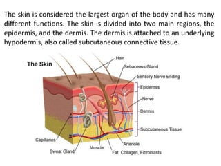 The skin is considered the largest organ of the body and has many
different functions. The skin is divided into two main regions, the
epidermis, and the dermis. The dermis is attached to an underlying
hypodermis, also called subcutaneous connective tissue.
 