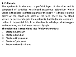 1. Epidermis:
The epidermis is the most superficial layer of the skin and is
composed of stratified Keratinised squamous epithelium which
varies in thickness in different parts of the body. It is thickest on the
palms of the hands and soles of the feet. There are no blood
vessels or nerve endings in the epidermis, but its deeper layers are
bathed in interstitial fluid from the dermis, which provides oxygen
and nutrients, and is drained away as lymph.
The epidermis is subdivided into five layers or strata:
i. Stratum Corneum
ii. Stratum Lucidum
iii. Stratum Granulosum
iv. Stratum Spinosum
v. Stratum Germinativum
 
