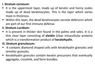 i. Stratum corneum:
 It is the uppermost layer, made up of keratin and horny scales
made up of dead keratinocytes. This is the layer which varies
most in thickness.
 Within this layer, the dead keratinocytes secrete defensins which
are part of our first immune defense.
ii. Stratum Lucidum:
 It is present in thicker skin found in the palms and soles. It is a
thin clear layer consisting of eleidin (clear intracellular protein)
which is a transformation product of keratohyalin.
iii. Stratum granulosum:
 It contains diamond shaped cells with keratohyalin granules and
lamellar granules.
 Keratohyalin granules contain keratin precursors that eventually
aggregate, crosslink, and form bundles.
 