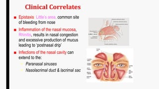 3. Nose, Nasal Cavity and Paranasal Air Sinuses.pdf
