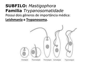 SUBFILO: Mastigophora
Familia Trypanosomatidade
Possui dois gêneros de importância médica:
Leishmania e Trypanosoma.
 