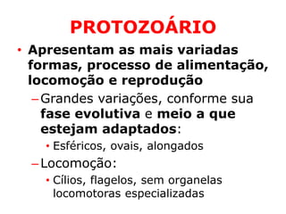 PROTOZOÁRIO
• Apresentam as mais variadas
formas, processo de alimentação,
locomoção e reprodução
–Grandes variações, conforme sua
fase evolutiva e meio a que
estejam adaptados:
• Esféricos, ovais, alongados
–Locomoção:
• Cílios, flagelos, sem organelas
locomotoras especializadas
 