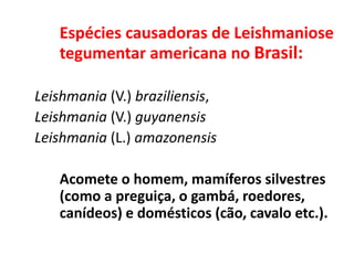 Espécies causadoras de Leishmaniose
tegumentar americana no Brasil:
Leishmania (V.) braziliensis,
Leishmania (V.) guyanensis
Leishmania (L.) amazonensis
Acomete o homem, mamíferos silvestres
(como a preguiça, o gambá, roedores,
canídeos) e domésticos (cão, cavalo etc.).
 