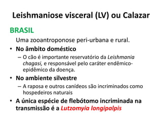 Leishmaniose visceral (LV) ou Calazar
BRASIL
Uma zooantroponose peri-urbana e rural.
• No âmbito doméstico
– O cão é importante reservatório da Leishmania
chagasi, e responsável pelo caráter endêmico-
epidêmico da doença.
• No ambiente silvestre
– A raposa e outros canídeos são incriminados como
hospedeiros naturais
• A única espécie de flebótomo incriminada na
transmissão é a Lutzomyia longipalpis
 