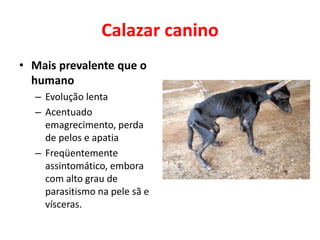 Calazar canino
• Mais prevalente que o
humano
– Evolução lenta
– Acentuado
emagrecimento, perda
de pelos e apatia
– Freqüentemente
assintomático, embora
com alto grau de
parasitismo na pele sã e
vísceras.
 
