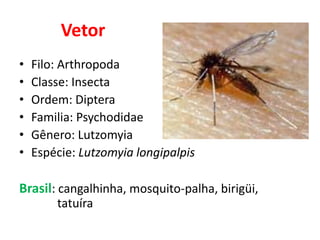 Vetor
• Filo: Arthropoda
• Classe: Insecta
• Ordem: Diptera
• Familia: Psychodidae
• Gênero: Lutzomyia
• Espécie: Lutzomyia longipalpis
Brasil: cangalhinha, mosquito-palha, birigüi,
tatuíra
 