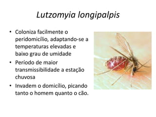 Lutzomyia longipalpis
• Coloniza facilmente o
peridomicílio, adaptando-se a
temperaturas elevadas e
baixo grau de umidade
• Período de maior
transmissibilidade a estação
chuvosa
• Invadem o domicílio, picando
tanto o homem quanto o cão.
 