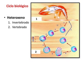 Ciclo biológico
• Heteroxeno
1. Invertebrado
2. Vertebrado
1
2
 