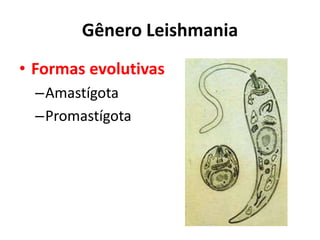 Gênero Leishmania
• Formas evolutivas
–Amastígota
–Promastígota
 