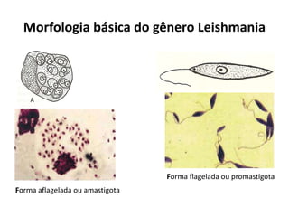 Morfologia básica do gênero Leishmania
Forma flagelada ou promastigota
Forma aflagelada ou amastigota
 