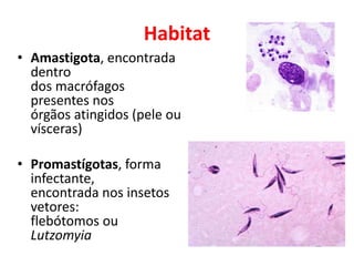 Habitat
• Amastigota, encontrada
dentro
dos macrófagos
presentes nos
órgãos atingidos (pele ou
vísceras)
• Promastígotas, forma
infectante,
encontrada nos insetos
vetores:
flebótomos ou
Lutzomyia
 