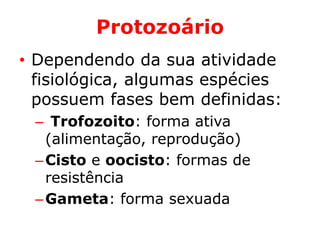 Protozoário
• Dependendo da sua atividade
fisiológica, algumas espécies
possuem fases bem definidas:
– Trofozoito: forma ativa
(alimentação, reprodução)
–Cisto e oocisto: formas de
resistência
–Gameta: forma sexuada
 