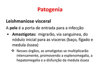 Patogenia
Leishmaniose visceral
A pele é a porta de entrada para a infecção
• Amastigotas: migrarão, via sanguinea, do
nódulo inicial para as visceras (baço, fígado e
medula óssea)
 Nesses órgãos, as amatigotas se multiplicarão
intensamente, promovendo a esplenomegalia, a
hepatomegalia e a disfunção da medula óssea
 