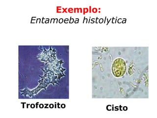 Exemplo:
Entamoeba histolytica
Trofozoito Cisto
 