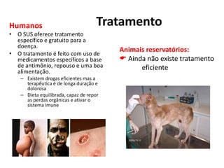 Tratamento
Humanos
• O SUS oferece tratamento
específico e gratuito para a
doença.
• O tratamento é feito com uso de
medicamentos específicos a base
de antimônio, repouso e uma boa
alimentação.
– Existem drogas eficientes mas a
terapêutica é de longa duração e
dolorosa
– Dieta equilibrada, capaz de repor
as perdas orgânicas e ativar o
sistema imune
Animais reservatórios:
 Ainda não existe tratamento
eficiente
 