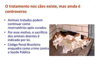 O tratamento nos cães existe, mas ainda é
controverso
• Animais tratados podem
continuar como
reservatórios após curados.
• Por esse motivo, o sacrifício
dos animais doentes é
indicado por lei.
• Código Penal Brasileiro
enquadra como crime contra
a Saúde Pública
 