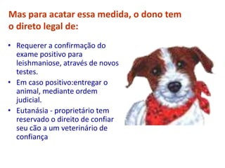 Mas para acatar essa medida, o dono tem
o direto legal de:
• Requerer a confirmação do
exame positivo para
leishmaniose, através de novos
testes.
• Em caso positivo:entregar o
animal, mediante ordem
judicial.
• Eutanásia - proprietário tem
reservado o direito de confiar
seu cão a um veterinário de
confiança
 