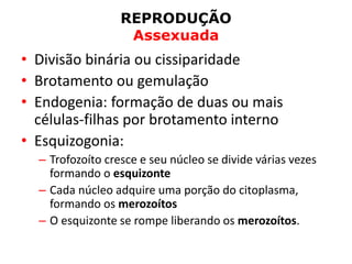 REPRODUÇÃO
Assexuada
• Divisão binária ou cissiparidade
• Brotamento ou gemulação
• Endogenia: formação de duas ou mais
células-filhas por brotamento interno
• Esquizogonia:
– Trofozoíto cresce e seu núcleo se divide várias vezes
formando o esquizonte
– Cada núcleo adquire uma porção do citoplasma,
formando os merozoítos
– O esquizonte se rompe liberando os merozoítos.
 