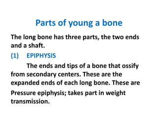 Parts of young a bone
The long bone has three parts, the two ends
and a shaft.
(1) EPIPHYSIS
The ends and tips of a bone that ossify
from secondary centers. These are the
expanded ends of each long bone. These are
Pressure epiphysis; takes part in weight
transmission.
 