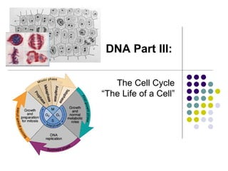 DNA Part III:
The Cell Cycle
“The Life of a Cell”
 