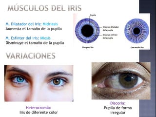 3. FISIOLOGÍA DE LA VISIÓN.pptx