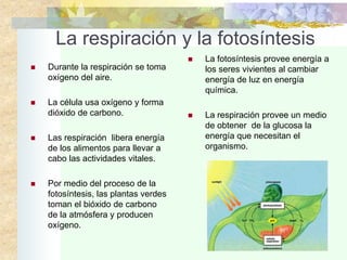 3.4 El proceso de la fotosintesis.ppt