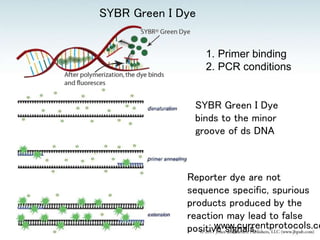 SYBR Green I Dye
www.currentprotocols.co
1. Primer binding
2. PCR conditions
SYBR Green I Dye
binds to the minor
groove of ds DNA
Reporter dye are not
sequence specific, spurious
products produced by the
reaction may lead to false
positive signals.
 