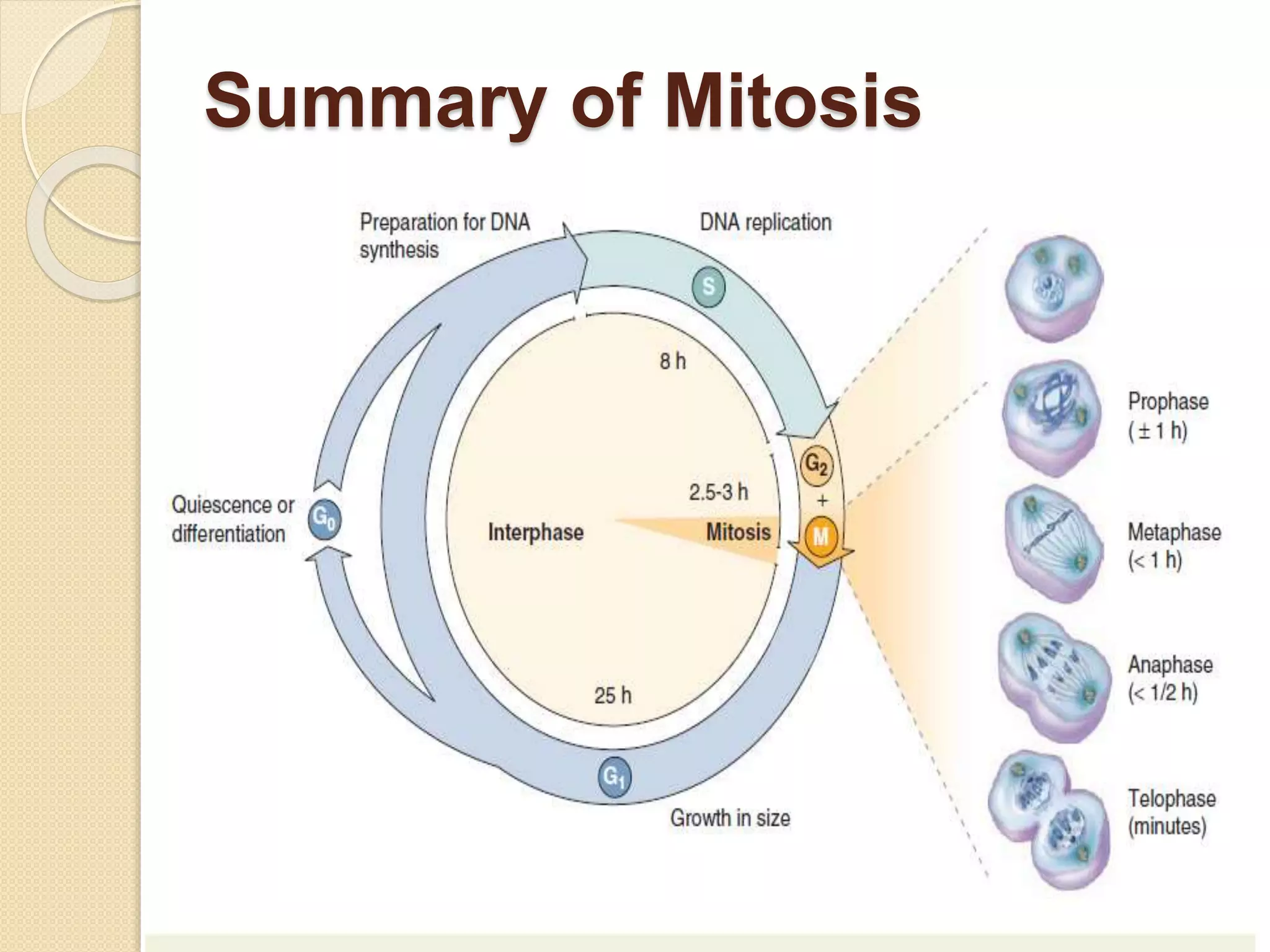 3. CELL CYCLE.pptx