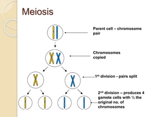 Meiosis
Parent cell – chromosome
pair
Chromosomes
copied
1st division - pairs split
2nd division – produces 4
gamete cells with ½ the
original no. of
chromosomes
 