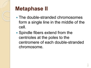 Metaphase II
 The double-stranded chromosomes
form a single line in the middle of the
cell.
 Spindle fibers extend from the
centrioles at the poles to the
centromere of each double-stranded
chromosome.
3-
47
 