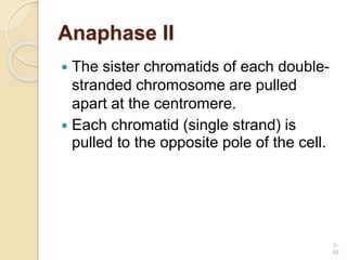 Anaphase II
 The sister chromatids of each double-
stranded chromosome are pulled
apart at the centromere.
 Each chromatid (single strand) is
pulled to the opposite pole of the cell.
3-
48
 