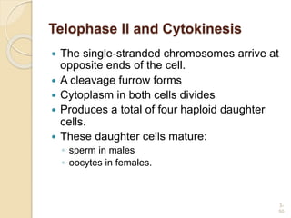 Telophase II and Cytokinesis
 The single-stranded chromosomes arrive at
opposite ends of the cell.
 A cleavage furrow forms
 Cytoplasm in both cells divides
 Produces a total of four haploid daughter
cells.
 These daughter cells mature:
◦ sperm in males
◦ oocytes in females.
3-
50
 