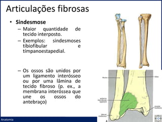 Articulações fibrosas
Prof. Me. André Moreira Rocha
Anatomia
• Sindesmose
– Maior quantidade de
tecido interposto.
– Exemplos: sindesmoses
tíbiofibular e
tímpanoestapedial.
– Os ossos são unidos por
um ligamento interósseo
ou por uma lâmina de
tecido fibroso (p. ex., a
membrana interóssea que
une os ossos do
antebraço)
 