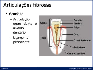 Articulações fibrosas
Prof. Me. André Moreira Rocha
Anatomia
• Gonfose
– Articulação
entre dente e
alvéolo
dentário.
– Ligamento
periodontal.
 