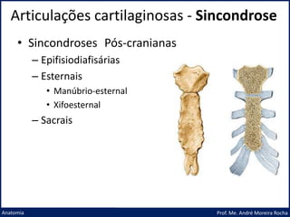 Articulações cartilaginosas - Sincondrose
Prof. Me. André Moreira Rocha
Anatomia
• Sincondroses Pós-cranianas
– Epifisiodiafisárias
– Esternais
• Manúbrio-esternal
• Xifoesternal
– Sacrais
 
