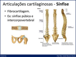 Articulações cartilaginosas - Sínfise
Prof. Me. André Moreira Rocha
Anatomia
• Fibrocartilagem.
• Ex: sínfise púbica e
intercorpovertebral
 