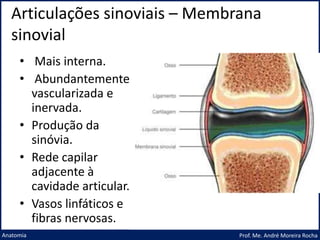 Articulações sinoviais – Membrana
sinovial
Prof. Me. André Moreira Rocha
Anatomia
• Mais interna.
• Abundantemente
vascularizada e
inervada.
• Produção da
sinóvia.
• Rede capilar
adjacente à
cavidade articular.
• Vasos linfáticos e
fibras nervosas.
 