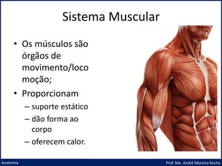 Sistema Muscular
Prof. Me. André Moreira Rocha
Anatomia
• Os músculos são
órgãos de
movimento/loco
moção;
• Proporcionam
– suporte estático
– dão forma ao
corpo
– oferecem calor.
 