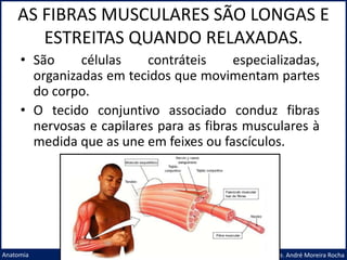AS FIBRAS MUSCULARES SÃO LONGAS E
ESTREITAS QUANDO RELAXADAS.
Prof. Me. André Moreira Rocha
Anatomia
• São células contráteis especializadas,
organizadas em tecidos que movimentam partes
do corpo.
• O tecido conjuntivo associado conduz fibras
nervosas e capilares para as fibras musculares à
medida que as une em feixes ou fascículos.
 