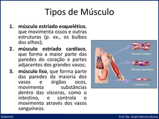 Tipos de Músculo
Prof. Me. André Moreira Rocha
Anatomia
1. músculo estriado esquelético,
que movimenta ossos e outras
estruturas (p. ex., os bulbos
dos olhos);
2. músculo estriado cardíaco,
que forma a maior parte das
paredes do coração e partes
adjacentes dos grandes vasos;
3. músculo liso, que forma parte
das paredes da maioria dos
vasos e órgãos ocos,
movimenta substâncias
dentro das vísceras, como o
intestino, e controla o
movimento através dos vasos
sanguíneos.
 