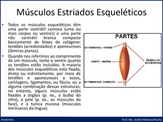 Músculos Estriados Esqueléticos
Prof. Me. André Moreira Rocha
Anatomia
• Todos os músculos esqueléticos têm
uma parte contrátil carnosa (uma ou
mais corpos ou ventres) e uma parte
não contrátil branca composta
basicamente de feixes de colágeno:
tendões (arredondados) e aponeuroses
(lâminas planas).
• Quando nos referimos ao comprimento
de um músculo, tanto o ventre quanto
os tendões estão incluídos. A maioria
dos músculos esqueléticos está fixada,
direta ou indiretamente, por meio de
tendões e aponeuroses a ossos,
cartilagens, ligamentos, ou fáscia, ou a
alguma combinação dessas estruturas;
no entanto, alguns músculos estão
fixados a órgãos (p. ex., o bulbo do
olho), à pele (p. ex., os músculos da
face), e à túnica mucosa (músculos
intrínsecos da língua).
 