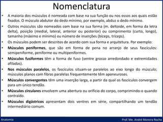 Nomenclatura
Prof. Me. André Moreira Rocha
Anatomia
• A maioria dos músculos é nomeada com base na sua função ou nos ossos aos quais estão
fixados. O músculo abdutor do dedo mínimo, por exemplo, abduz o dedo mínimo.
• Outros músculos são nomeados com base na sua forma (m. deltoide, em forma da letra
delta), posição (medial, lateral, anterior ou posterior) ou comprimento (curto, longo),
tamanho (máximo e mínimo) ou número de inserções (bíceps, tríceps).
• Os músculos podem ser descritos de acordo com sua forma e arquitetura. Por exemplo:
• Músculos peniformes, que são em forma de pena no arranjo de seus fascículos:
semipeniforme, peniforme ou multipeniformes.
• Músculos fusiformes têm a forma de fuso (ventre grosso arredondado e extremidades
afiladas).
• Nos músculos paralelos, os fascículos situam-se paralelos ao eixo longo do músculo;
músculos planos com fibras paralelas frequentemente têm aponeuroses.
• Músculos convergentes têm uma inserção larga, a partir da qual os fascículos convergem
para um único tendão.
• Músculos circulares envolvem uma abertura ou orifício do corpo, comprimindo-o quando
contraído.
• Músculos digástricos apresentam dois ventres em série, compartilhando um tendão
intermediário comum.
 
