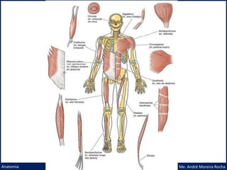Prof. Me. André Moreira Rocha
Anatomia
 
