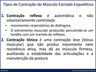 Tipos de Contração do Músculo Estriado Esquelético
Prof. Me. André Moreira Rocha
Anatomia
1. Contração reflexa é automática e não
voluntariamente controlada
• movimentos respiratórios do diafragma.
• O estiramento muscular produzido percutindo-se um
tendão com um martelo de reflexos.
2. Contração tônica é uma contração leve (tônus
muscular) que não produz movimento nem
resistência ativa, mas dá ao músculo firmeza,
auxiliando a estabilidade das articulações e a
manutenção da postura
 