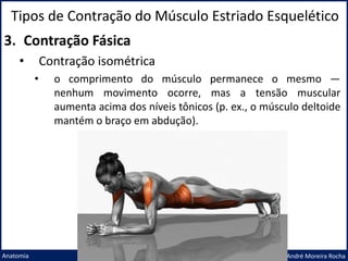 Tipos de Contração do Músculo Estriado Esquelético
Prof. Me. André Moreira Rocha
Anatomia
3. Contração Fásica
• Contração isométrica
• o comprimento do músculo permanece o mesmo —
nenhum movimento ocorre, mas a tensão muscular
aumenta acima dos níveis tônicos (p. ex., o músculo deltoide
mantém o braço em abdução).
 