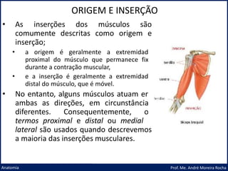 ORIGEM E INSERÇÃO
Prof. Me. André Moreira Rocha
Anatomia
• As inserções dos músculos são
comumente descritas como origem e
inserção;
• a origem é geralmente a extremidade
proximal do músculo que permanece fixa
durante a contração muscular,
• e a inserção é geralmente a extremidade
distal do músculo, que é móvel.
• No entanto, alguns músculos atuam em
ambas as direções, em circunstâncias
diferentes. Consequentemente, os
termos proximal e distal ou medial e
lateral são usados quando descrevemos
a maioria das inserções musculares.
 