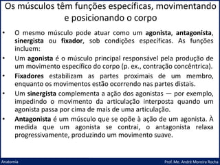 Os músculos têm funções específicas, movimentando
e posicionando o corpo
Prof. Me. André Moreira Rocha
Anatomia
• O mesmo músculo pode atuar como um agonista, antagonista,
sinergista ou fixador, sob condições específicas. As funções
incluem:
• Um agonista é o músculo principal responsável pela produção de
um movimento específico do corpo (p. ex., contração concêntrica).
• Fixadores estabilizam as partes proximais de um membro,
enquanto os movimentos estão ocorrendo nas partes distais.
• Um sinergista complementa a ação dos agonistas — por exemplo,
impedindo o movimento da articulação interposta quando um
agonista passa por cima de mais de uma articulação.
• Antagonista é um músculo que se opõe à ação de um agonista. À
medida que um agonista se contrai, o antagonista relaxa
progressivamente, produzindo um movimento suave.
 